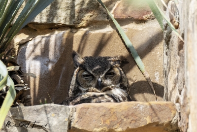 Athena Great Horned Owl 2025